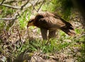 Buzzard eating a snake Royalty Free Stock Photo