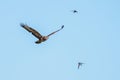 Buzzard expelled by swallows