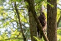 Buzzard, falcon, hawk or eagle sitting on a tree trunk preparing its hunt as bird of prey in a national park or wood Royalty Free Stock Photo