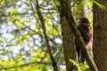 Buzzard, falcon, hawk or eagle sitting on a tree trunk preparing its hunt as bird of prey in a national park or wood Royalty Free Stock Photo