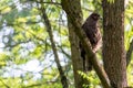 Buzzard, falcon, hawk or eagle sitting on a tree trunk preparing its hunt as bird of prey in a national park or wood Royalty Free Stock Photo