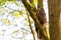 Buzzard, falcon, hawk or eagle sitting on a tree trunk preparing its hunt as bird of prey in a national park or wood Royalty Free Stock Photo