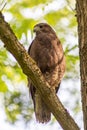 Buzzard, falcon, hawk or eagle sitting on a tree trunk preparing its hunt as bird of prey in a national park or wood Royalty Free Stock Photo