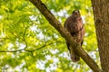 Buzzard, falcon, hawk or eagle sitting on a tree trunk preparing its hunt as bird of prey in a national park or wood Royalty Free Stock Photo