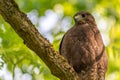 Buzzard, falcon, hawk or eagle sitting on a tree trunk preparing its hunt as bird of prey in a national park or wood Royalty Free Stock Photo