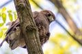 Buzzard, falcon, hawk or eagle sitting on a tree trunk preparing its hunt as bird of prey in a national park or wood Royalty Free Stock Photo