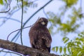 Buzzard, falcon, hawk or eagle sitting on a tree trunk preparing its hunt as bird of prey in a national park or wood Royalty Free Stock Photo