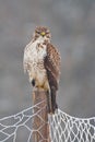 Buzzard on a fence post Royalty Free Stock Photo