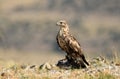 Buzzard in the field watches with its prey between the claws Royalty Free Stock Photo