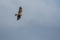 Buzzard flies in the sky looking for prey