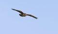 Buzzard in flight