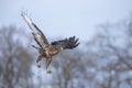 buzzard in flight