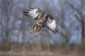 Flight of a buzzard Royalty Free Stock Photo