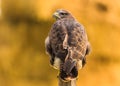 Buzzard in the wild