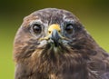 Buzzard close up