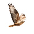 Buzzard in flight isolated on white. Buteo rufinus Royalty Free Stock Photo