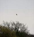 Buzzard in flight over a forest Royalty Free Stock Photo