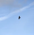 Buzzard in flight silhouette Royalty Free Stock Photo