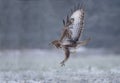 Buzzard takes off