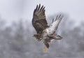 Buzzard is flying Royalty Free Stock Photo