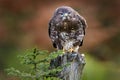 Buzzard in the forest. Autumn wildlife Bird of prey Common Buzzard, Buteo buteo, sitting on coniferous spruce tree branch. Royalty Free Stock Photo