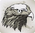 Buzzard hawk, hand drawing. Vector illustration. Royalty Free Stock Photo