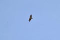 Buzzard high up riding the thermals Royalty Free Stock Photo