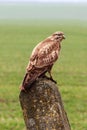 Buzzard is hunting in the wild. Royalty Free Stock Photo