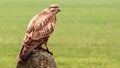 Buzzard is hunting in the wild. Royalty Free Stock Photo