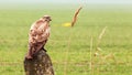 Buzzard is hunting in the wild. Royalty Free Stock Photo