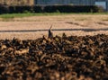 Buzzard landing awkwardly in a loughed field Royalty Free Stock Photo