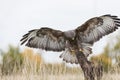 Buzzard Landing on a Tree Stump Royalty Free Stock Photo