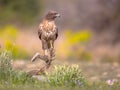 Buzzard perched on log