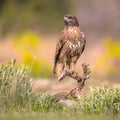 Buzzard perched on log