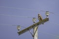 Buzzard perching on electricity pylon.