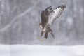 Buzzard is landing Royalty Free Stock Photo