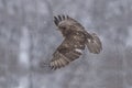 Buzzard is flying Royalty Free Stock Photo