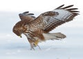 Buzzard with prey Royalty Free Stock Photo