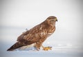 Buzzard with prey in snow