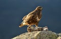 Buzzard with a rabbit in the field Royalty Free Stock Photo