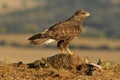 buzzard with a rabbit in the field Royalty Free Stock Photo
