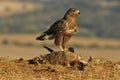 Buzzard with a rabbit in the field Royalty Free Stock Photo