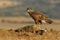 Buzzard with a rabbit in the field Royalty Free Stock Photo