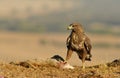 Buzzard with a rabbit in the field Royalty Free Stock Photo