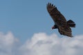 Buzzard red head in baja california