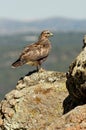 buzzard rests on the rock