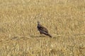 Buzzard sitting on the field. Royalty Free Stock Photo