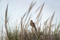 Swainson hawk, buteo swainsoni