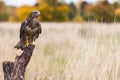 Buzzard bird of prey sitting on a tree stump