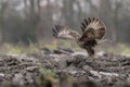 The buzzard takes off